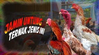 Jenis ayam yang memiliki harga jual mahal di indonesia