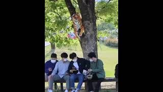 Tiger prank in Korea cute  moment # korean prank