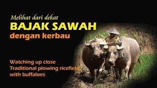 BAJAK SAWAH DENGAN KERBAU (PLOWING RICE FIELD WITH BUFFALOES)