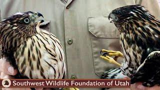 Sibling Hawks Rescued from City Park