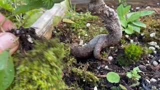 update on spring yamadori in the shale pit