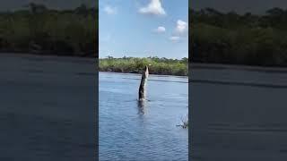 Huge alligator  tries to catch a drone in the Amazon river!