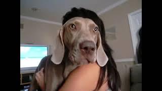 Weimaraner growl and kisses