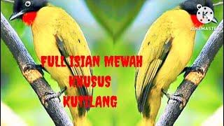 SUARA BURUNG KUTILANG EMAS UNTUK PANCINGAN DAN SUARA PIKAT