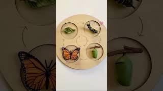 Life cycles #montessori #loveoflearning #zoology #safariltd  #montessorischool #montessorichild #kid