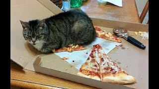  Who needs to heat up the pizza?!  Funny video with cats and kittens for a good mood! 