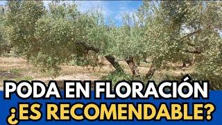 🟥 ¿Se Puede Podar Olivos en Floración?