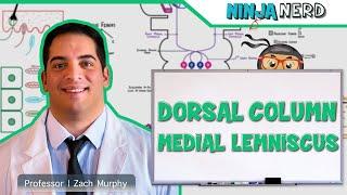 Ascending Tracts | Dorsal Column: Medial Lemniscus Pathway