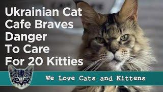 Ukrainian Cat Cafe Stays Open To Care For 20 Cats And Kittens During the War