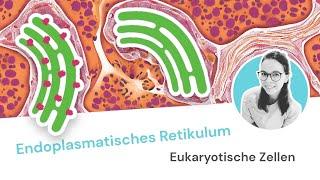 Endoplasmatisches Retikulum: Aufbau und Funktion der drei Retikulatypen