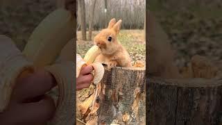 The little rabbit who loves to eat bananas Cute pet debut plan Rabbit Pastoral cute pet