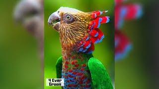10 Most Beautiful Parrots on Planet Earth