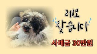 레오 찾습니다  생후5개월  사례금30만원  인천시  #실종반려동물찾기 #강아지  연락처는 댓글에 있습니다