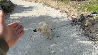 Abandoned Dog Can't Take His Eyes Off the Road, Waiting for Owner to Return - Takis Shelter