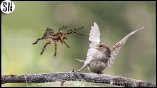 This Spider Catches And Consumes Birds in Its Web