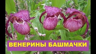 Видео Венерины башмачки в саду. Садовые орхидеи редкие цветы в саду. Cypripedium