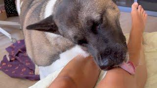 Dog licks my legs   飼い主が好きすぎて足をぺろぺろ舐めるのをやめられない犬