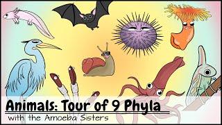Animals: Tour of 9 Phyla