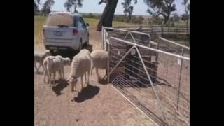 BCG Sheep Management Showcase 2016: - The future of livestock management   Achieve Ag Solutions