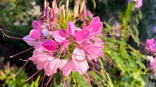 Adding the beautifully unique Cleome (spider flower) to your garden and attracting pollinators!