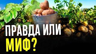 Новый способ выращивания картофеля: картофель под соломой. Эксперимент