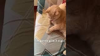 Amazing Cat Performs Magic Trick! #Cats #Tricks