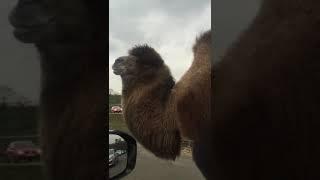 #Camel Staring at Me #cameltoe #camels