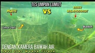 TES UMPAN LUMUT : Essen Daun WALANG SANGIT VS MURNI || Spot Liar Waduk Cirata