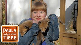 Wie schlau ist der Fuchs? | Reportage für Kinder | Paula und die wilden Tiere