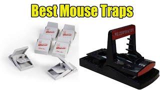 Mouse Traps : 5 Best Mouse Traps Reviews 2020