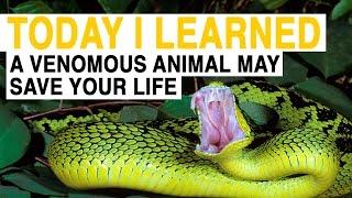 TIL: A Venomous Animal May Save Your Life | Today I Learned