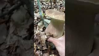 Porcini boletus edulis