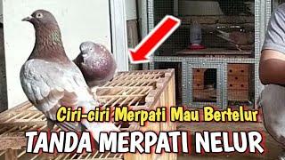 Ciri ciri Merpati Mau Bertelur @ALDP_CRB