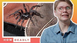 Why you should NEVER touch this Australian spider | How Deadly (Funnel Web)