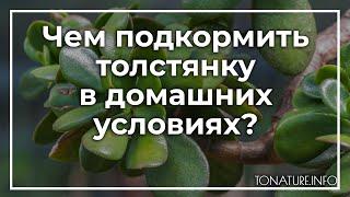 Чем подкормить толстянку в домашних условиях? | toNature.Info