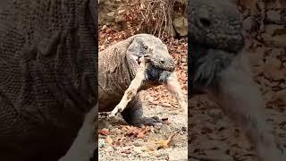 Komodo dragon eating goat alive #komodoindonesia #animal #goat #dragon #shorts #video #viralvideo