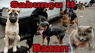 Sabunçu İt Bazarı 14.11.2021