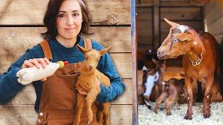 Separating Goat Mamas & Babies — Is It Really Necessary? 