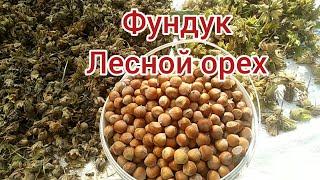 Фундук - лесной орех, обзор, польза и вред