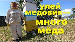 Как Взять Много Мёда на Главном Взятке?  Семьи Медовики