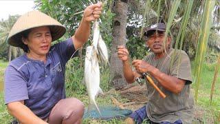 MOMEN LANGKA Pesta STREG ikan CEMBERET muncul hanya 1 TAHUN 1×