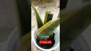 Propagate Snake Plant in Water and Soil (3 Weeks) #shortsvideo #propagate #snakeplant #mayesawika