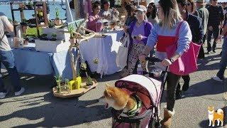 Shiba Julio's Typical Weekend@TreasureFest || 跟柴犬胡大爷一起周末嗨-金银岛月末市场