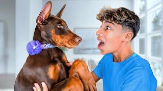 New Puppy Surprise! *Emotional*