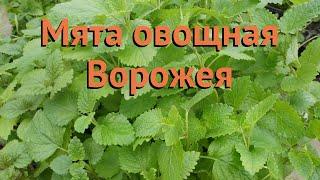Мята овощная Ворожея (vorozheya)  овощная мята Ворожея обзор: как сажать, семена мяты Ворожея