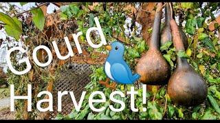 How Many Made It? _ Hardshell Gourds