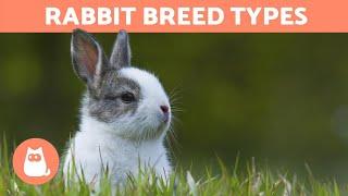 Different Types of RABBITS - Best Breeds