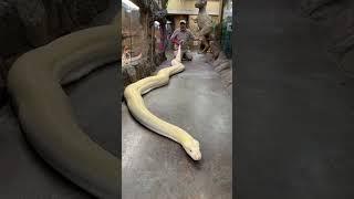 20ft reticulated python!