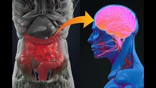 High Anxiety: The Gut Microbiota’s Effect on Mental Health (Science on Tap livestream show)