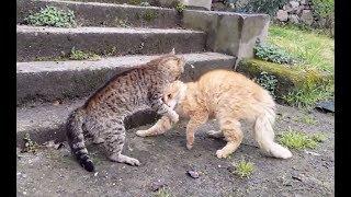 Epic Cat Fights Compilation 2019